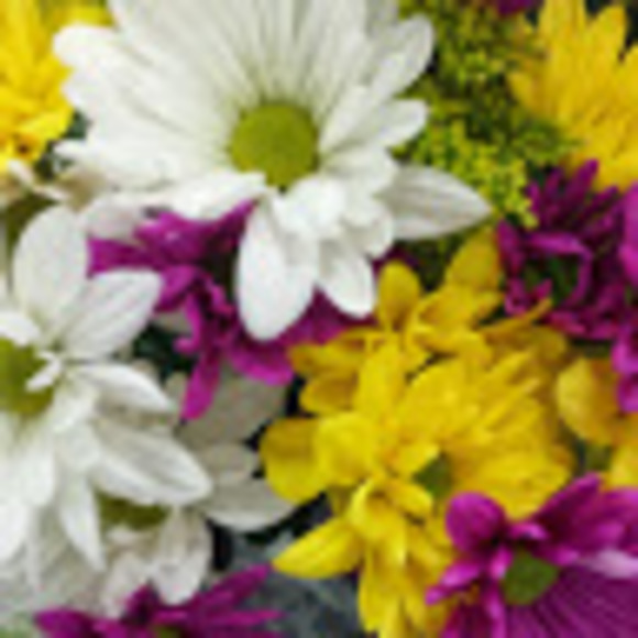 Meet your Posher, Susi - Picture 1 of 1